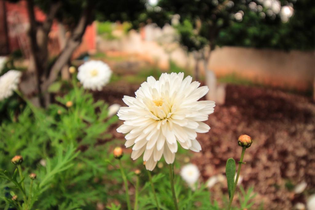 Flower Garden Villa Ksamil Esterno foto