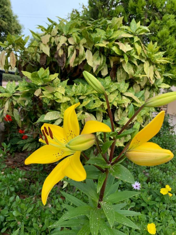 Flower Garden Villa Ksamil Esterno foto